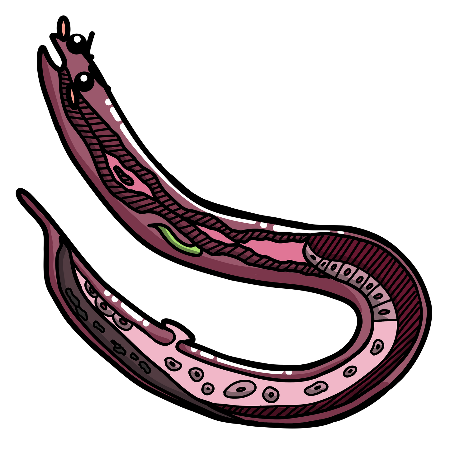 Ascaris lumbricoides