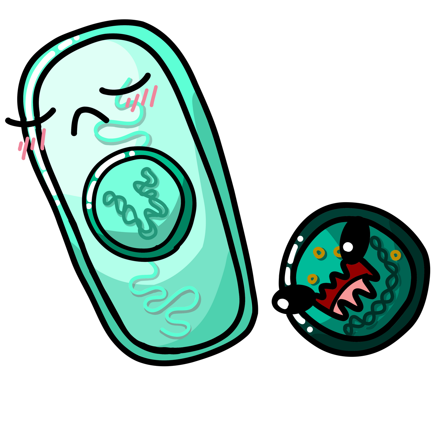 Bacillus anthracis