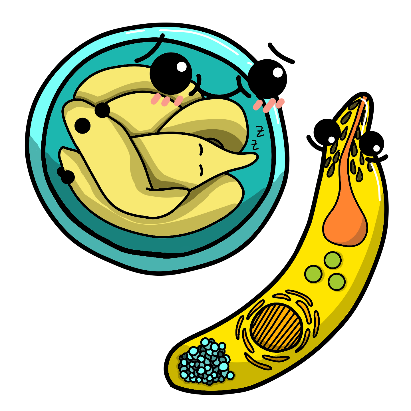 Cryptosporidium parvum