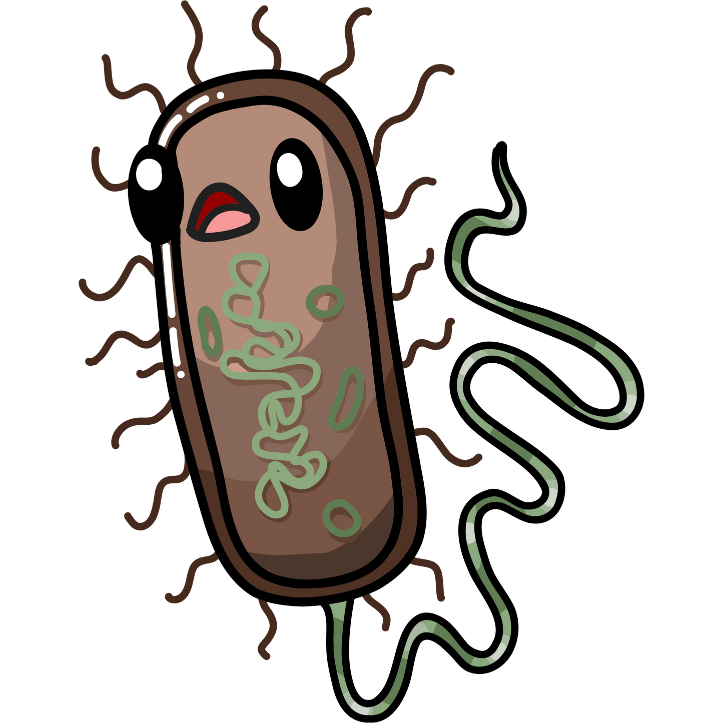 Escherichia coli