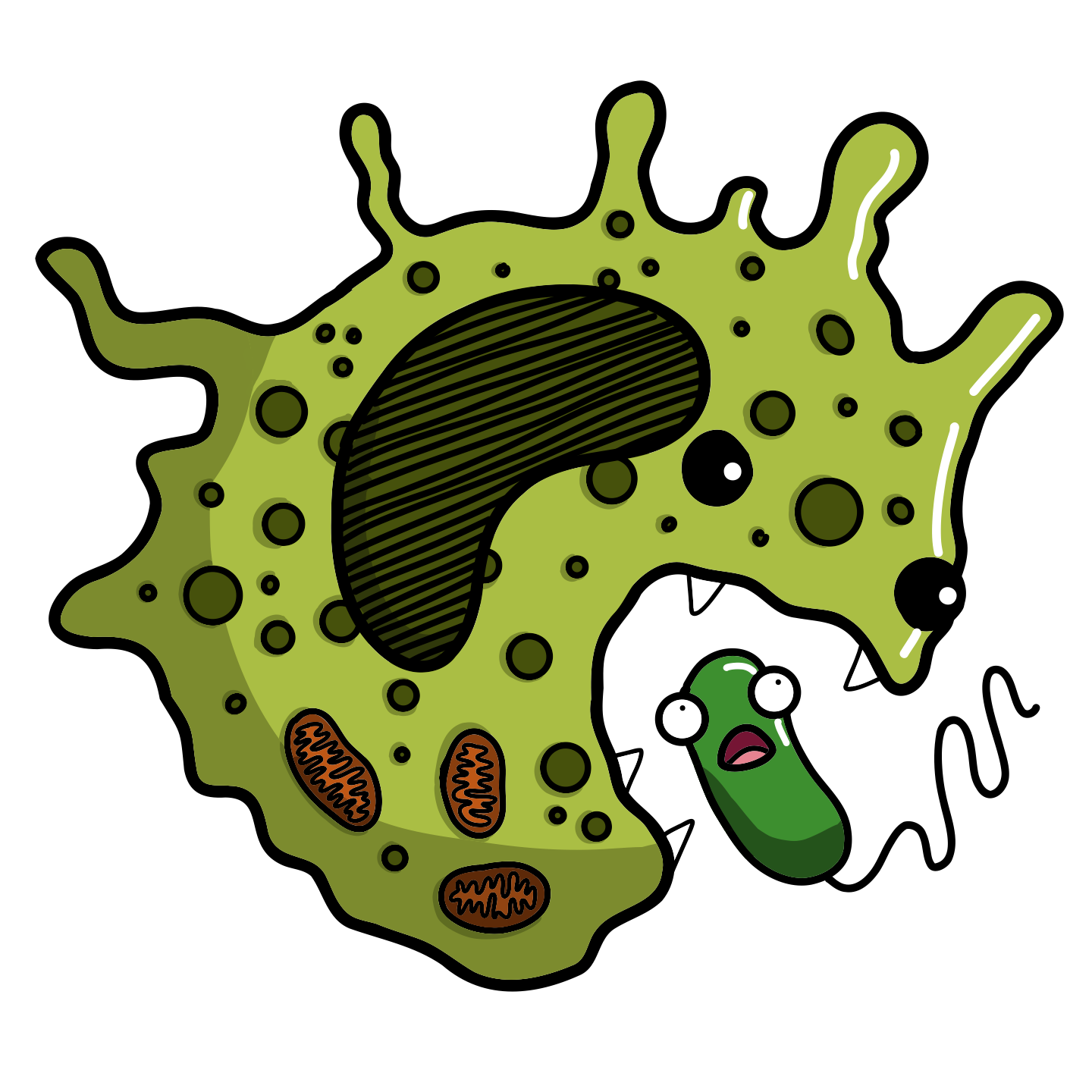 Macrophage