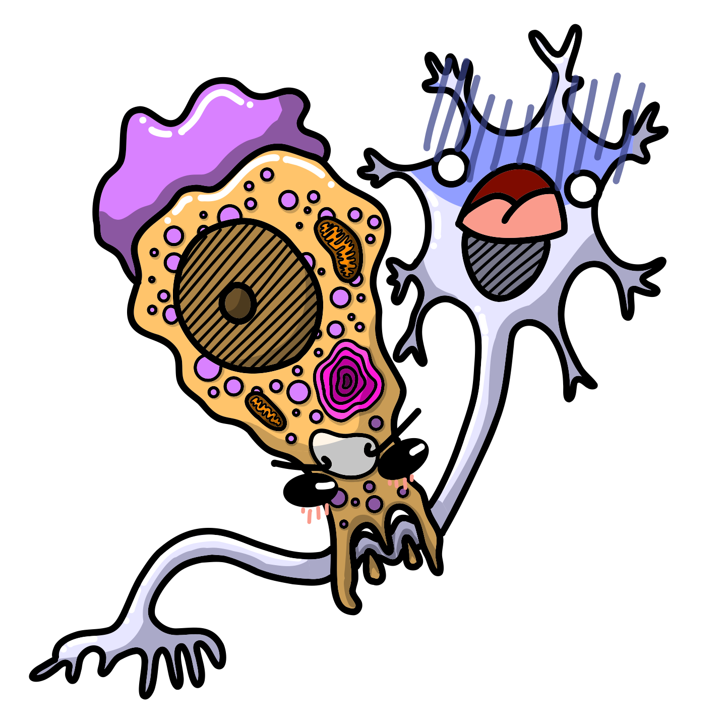 Naegleria fowleri