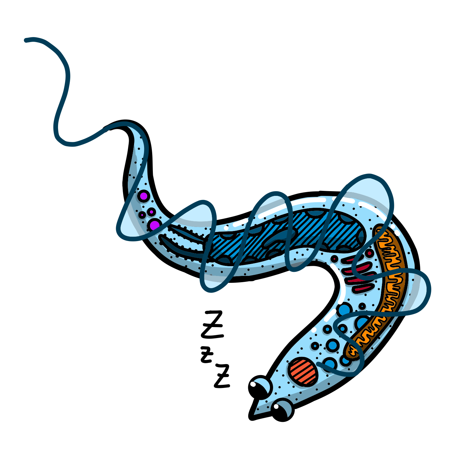 Trypanosoma brucei