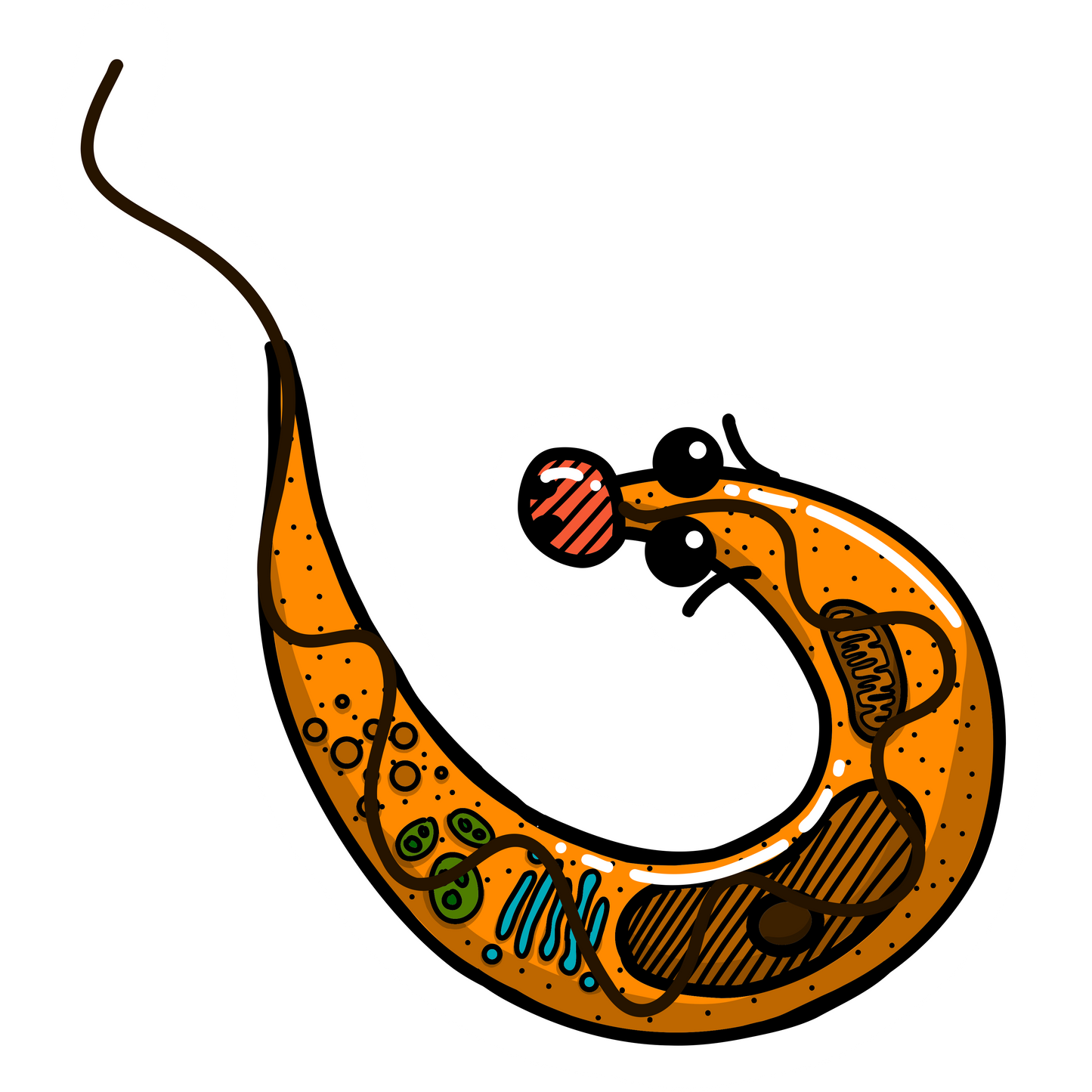 Trypanosoma cruzi