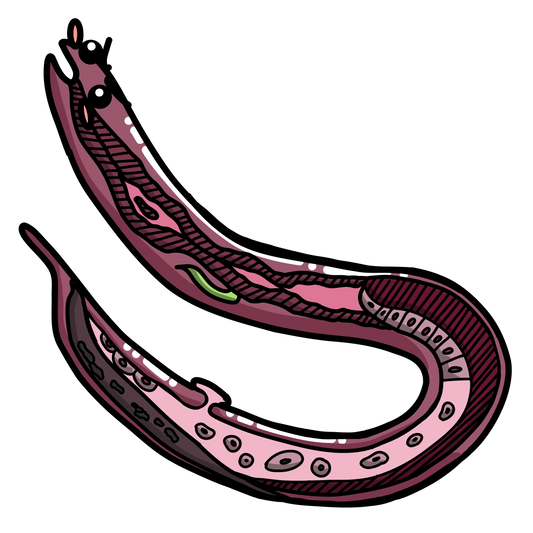 Ascaris lumbricoides