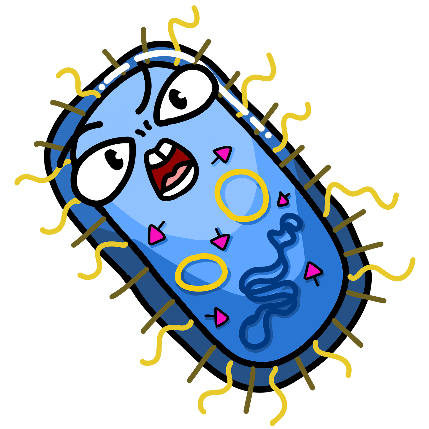Bordetella pertussis