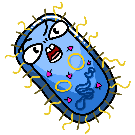 Bordetella pertussis