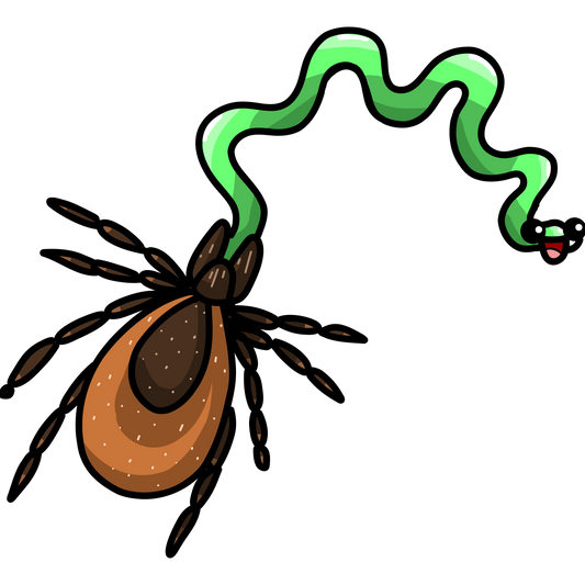 Borrelia burgdorferi