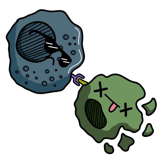 Lymphocyte T CD8+ (cytotoxique)