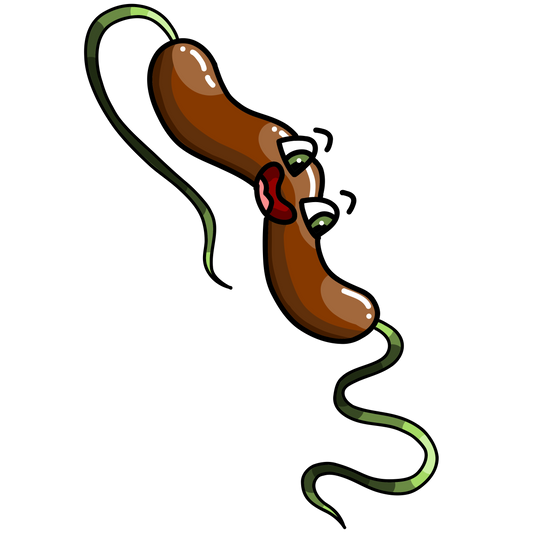 Campylobacter jejuni