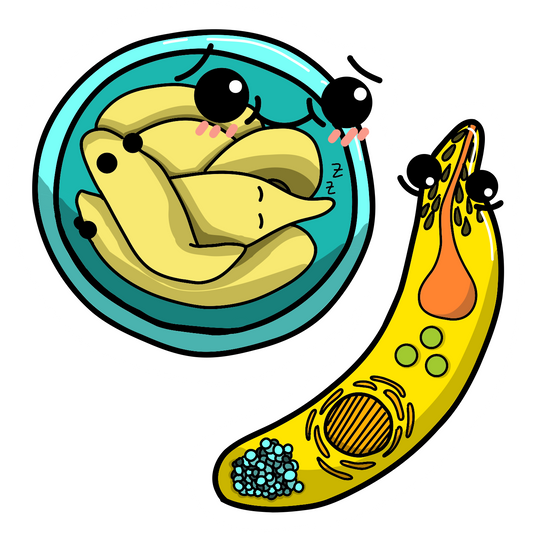 Cryptosporidium parvum