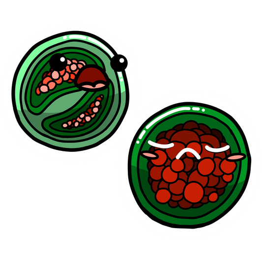Cyclospora cayetanensis