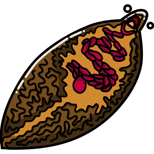 Fasciola hepatica