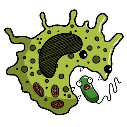 Macrophage