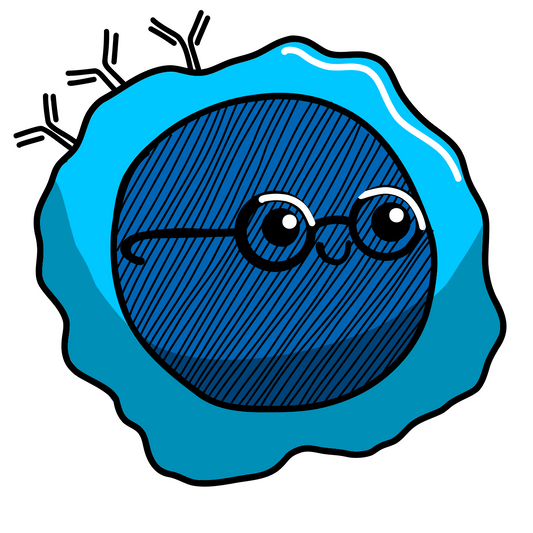 Lymphocyte B mémoire