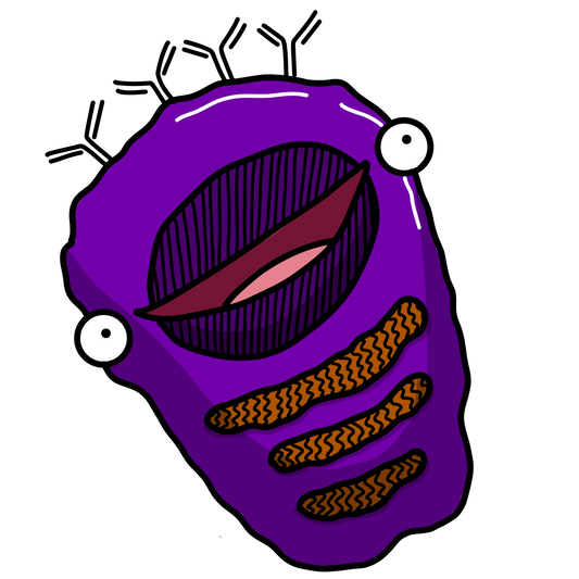 Plasmocyte
