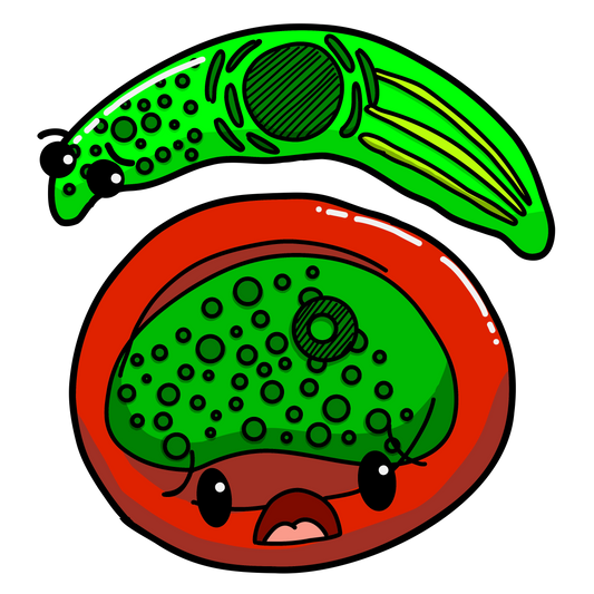 Plasmodium malariae