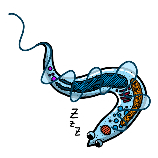Trypanosoma brucei