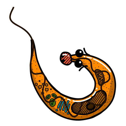 Trypanosoma cruzi