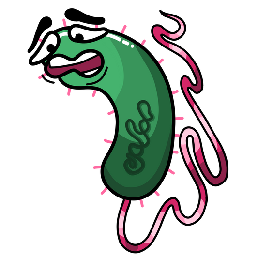 Vibrio cholerae